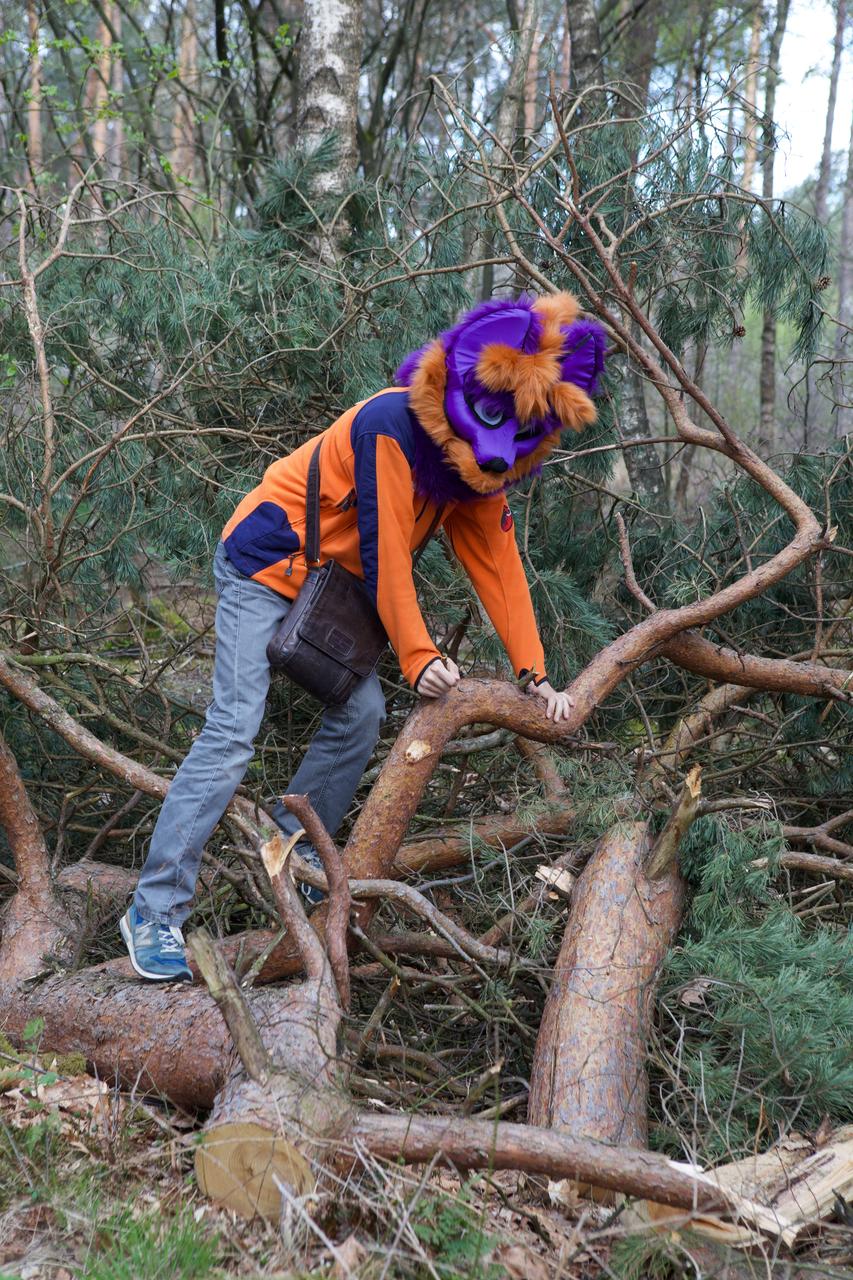 Miifox in the forest